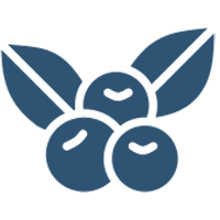 Apricots